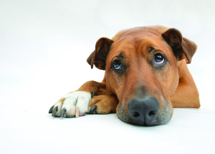 Look after your pets on New Year's Eve