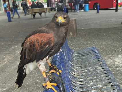 Hawk soars into action on Lewisham High Street to cull pigeon population